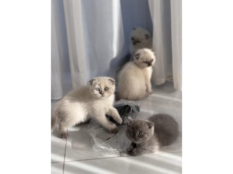 Sevimli oyuncu erkek scottish fold