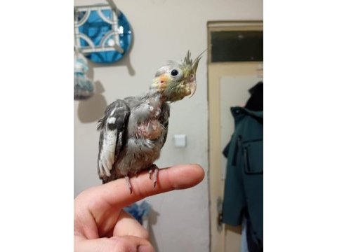 3 aylık sultan papağanı yavruları