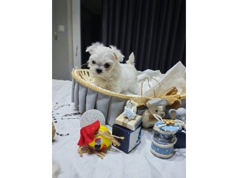 A scrli babadan kore maltese bebekler