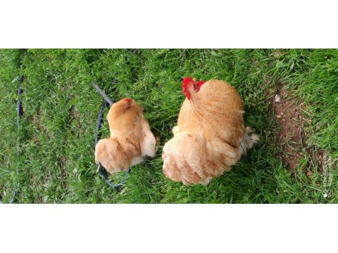Buff cüce cochin anaç ve kuluçkalık yumurta bulunur