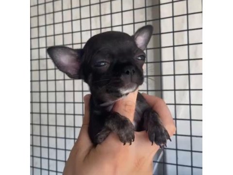 Teacup şivava köpeği yavrularımız