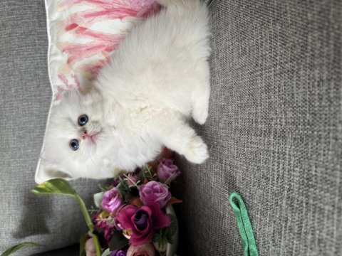Efsane güzellikte british longhair bebekler