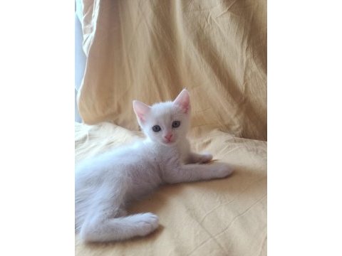 Beyaz british shorthair yavrular
