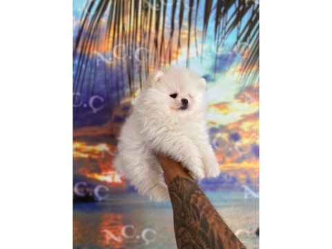 Sağlık ve ırk garantili pomeranian marmaris
