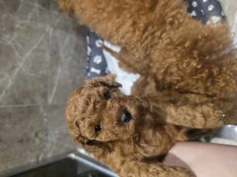 Anne ve 4 yavrusu ve 8 aylık kore erkek poodle