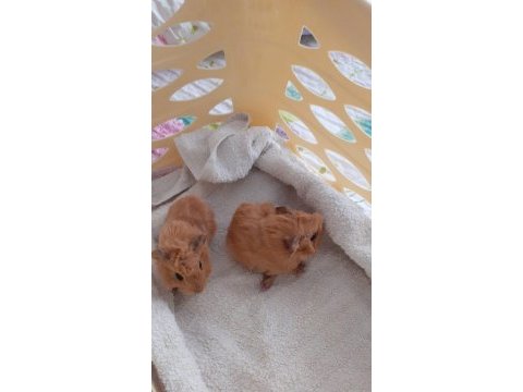 Peruvan ginepig yavrularımız