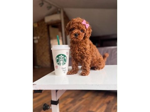 Orjinal toy poodle yavrumuz lupi
