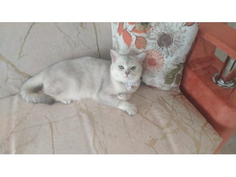 2 aylık british shorthair