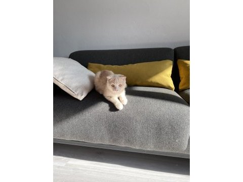 Cream scottish fold cinsi yavrumuza aile arıyoruz.