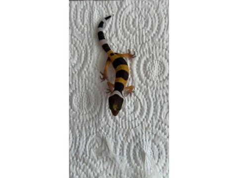 Leopard gecko