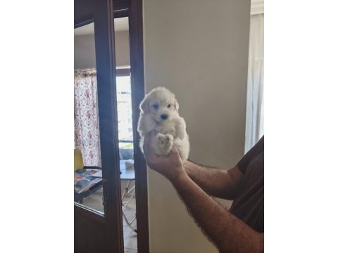 Ev doğumu maltipoo yavrularımız
