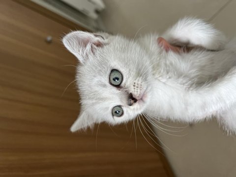 Güzel british shorthair yavrularım sahiplendirilecektir