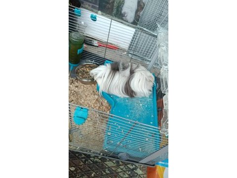 Peruvan çift ginepig