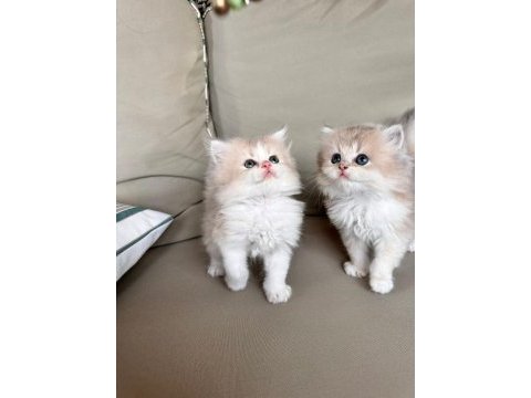 Golden bicolor british longhair bebekler