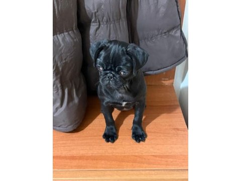 Pug yavrularımız