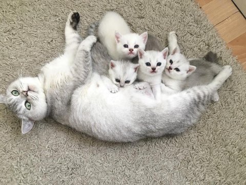 Sevimli dişi-erkek british shorthair yavrularımız