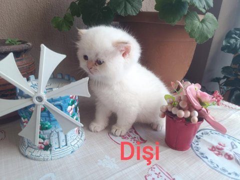 British shorthair golden dişi