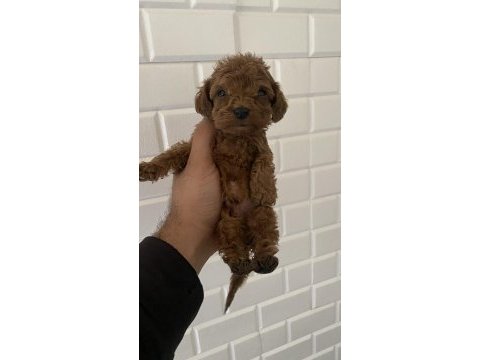 Orjinal maltipoo yavrular