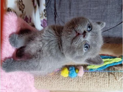 British longhair ve shorthair ve blue point
