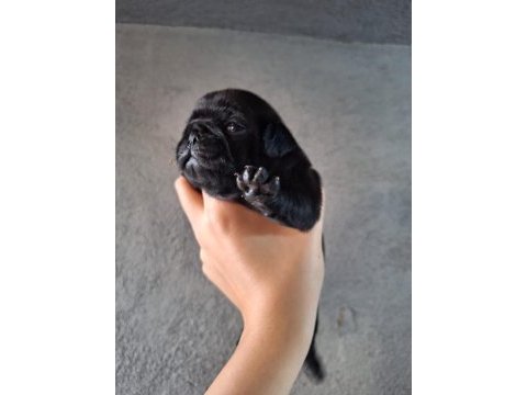 Yurt dışı girişli solid siyah jaguari pug yavrular