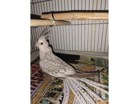 Yeni 40 günlük bebek sultan papağanlar