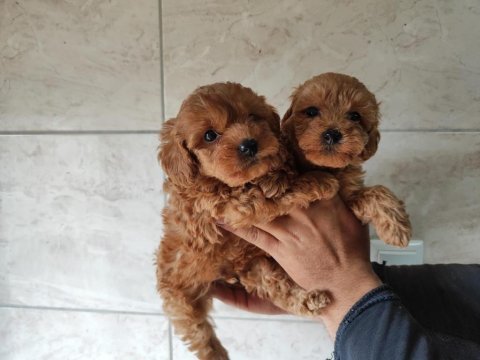 Maltipoo bebekler