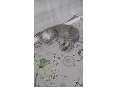 Scottish fold yavrumu sahiplendiriyorum