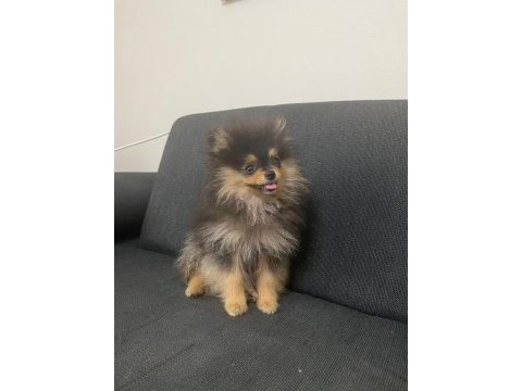 A kalite pomeranian yavru