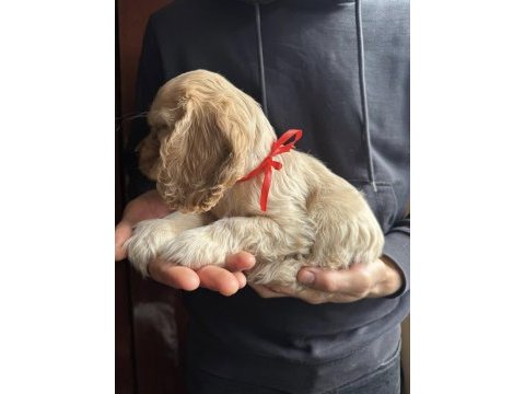 Amerikan cocker köpeklerimiz gelip görerek alabilirsiniz