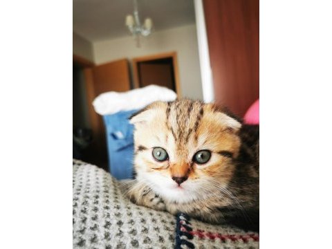 50 günlük tuvalet eğitimleri var scottish fold