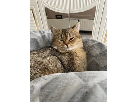 Saf kan british shorthair gold ny 11