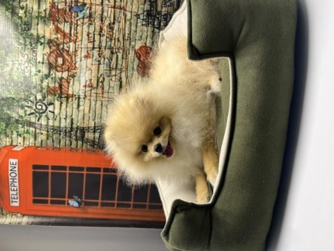 Teacup pomeranian boo erkek yavrumuz @petclubadanaa