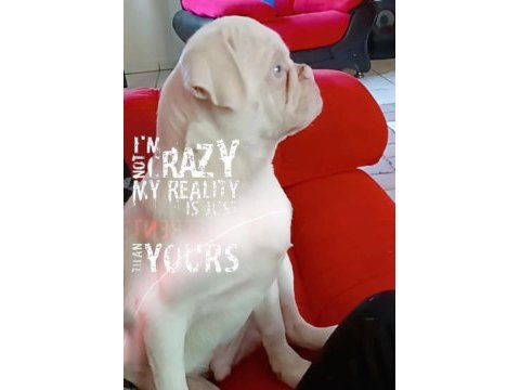 Platinum pink pug mops
