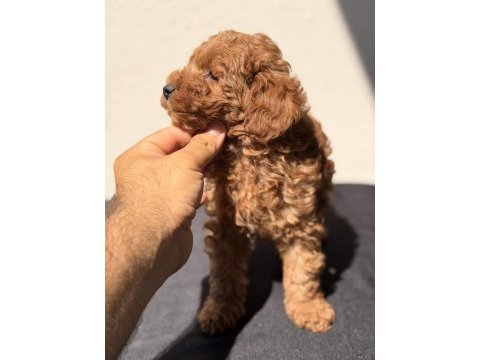 Toy poodle bebekler