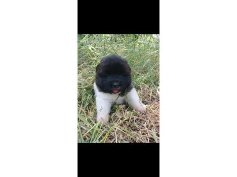 Amerikan akita inu