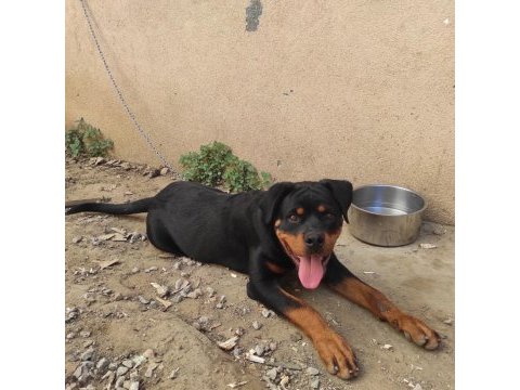 5 aylık erkek rottweiler