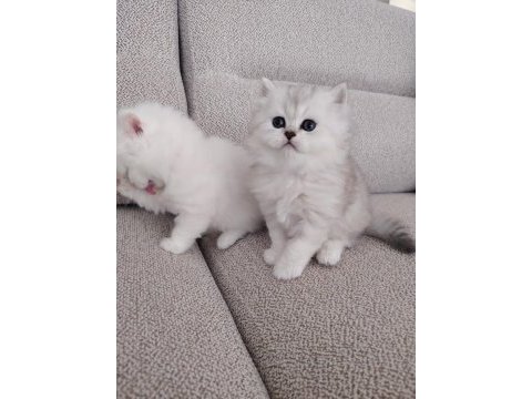 Kar beyazı british longhair yavrular