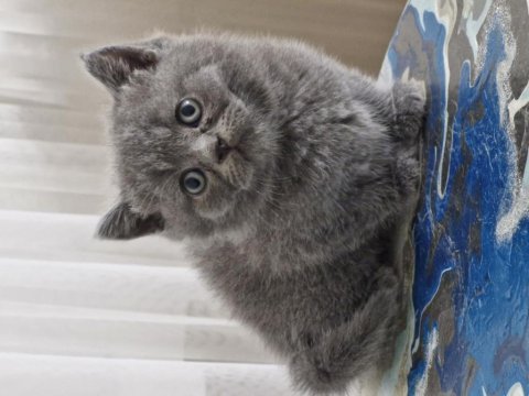 Erkek british shorthair yavru mama ve kum alışkanlığı mevcut