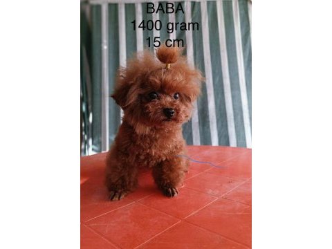 Poodle yavru dişi