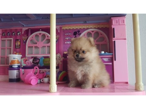 Pomeranian boo