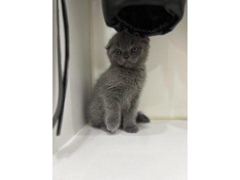 1 aylık safkan scottish fold yavrumuz yuva arıyor