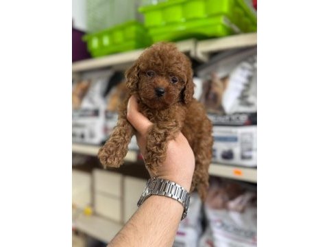 Kore kan poodle yavrularımız