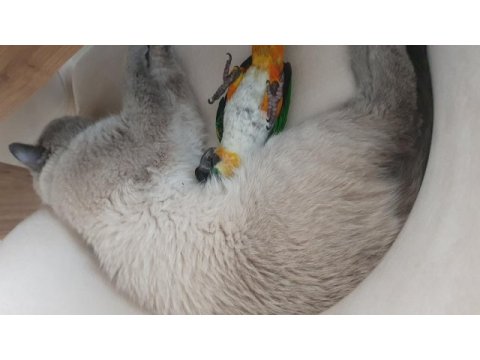 Evcil akıllı fırsat kayık papağanı