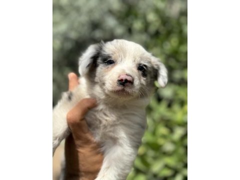 Blue merle ve siyah beyaz safkan border collie yavruları