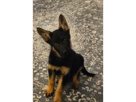 Safkan alman kurdu yavrular aşılı kurumsal ırk garantili