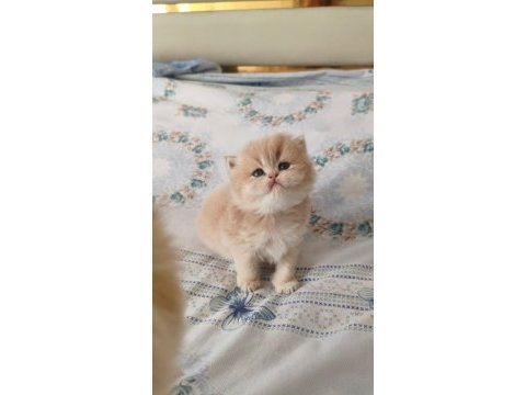 Özel renk chocolate golden british longhair