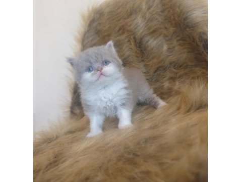 Show kalite british bicolor yavrular