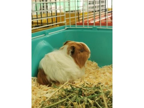 Her renkten guinea pig bebeklerim mevcut