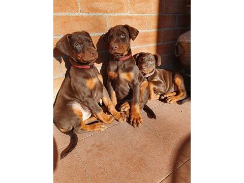 Safkan dev king europe doberman yavruları hazır