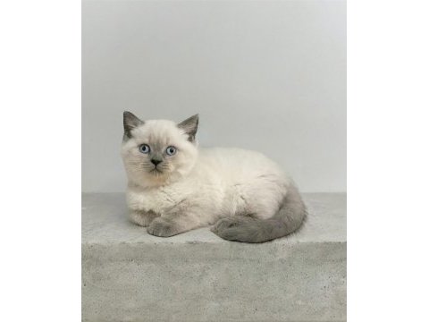 Blue point british shorthair safkan